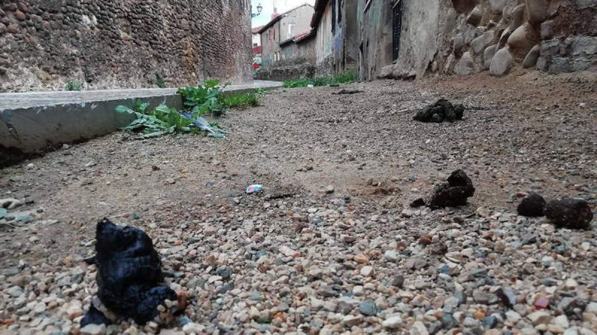 Excrementos humanos y caninos en la cerca medieval de León, en Puerta Moneda, ayer.