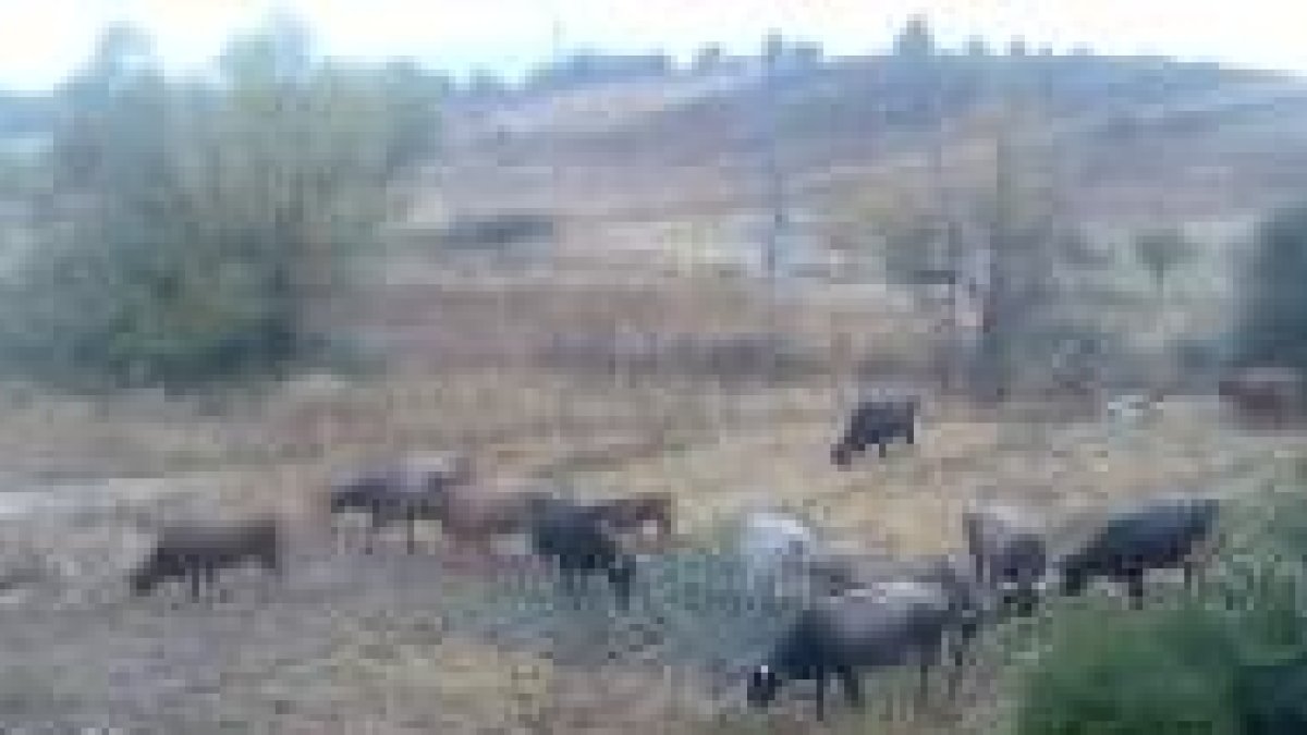 La manada, pillada «in fraganti», cuando entró al huerto de berzas