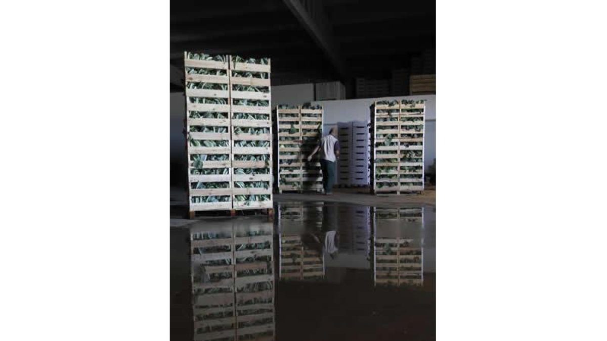 Almacenamiento de coles en la conservera Hermanos Morán de Fresno de la Vega.