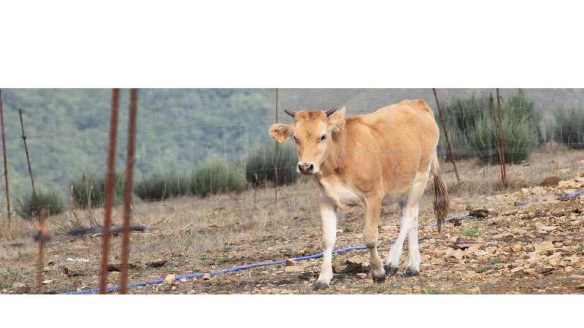En la imagen una explotación ganadera ubicada en los montes de la zona del Bierzo Oeste.