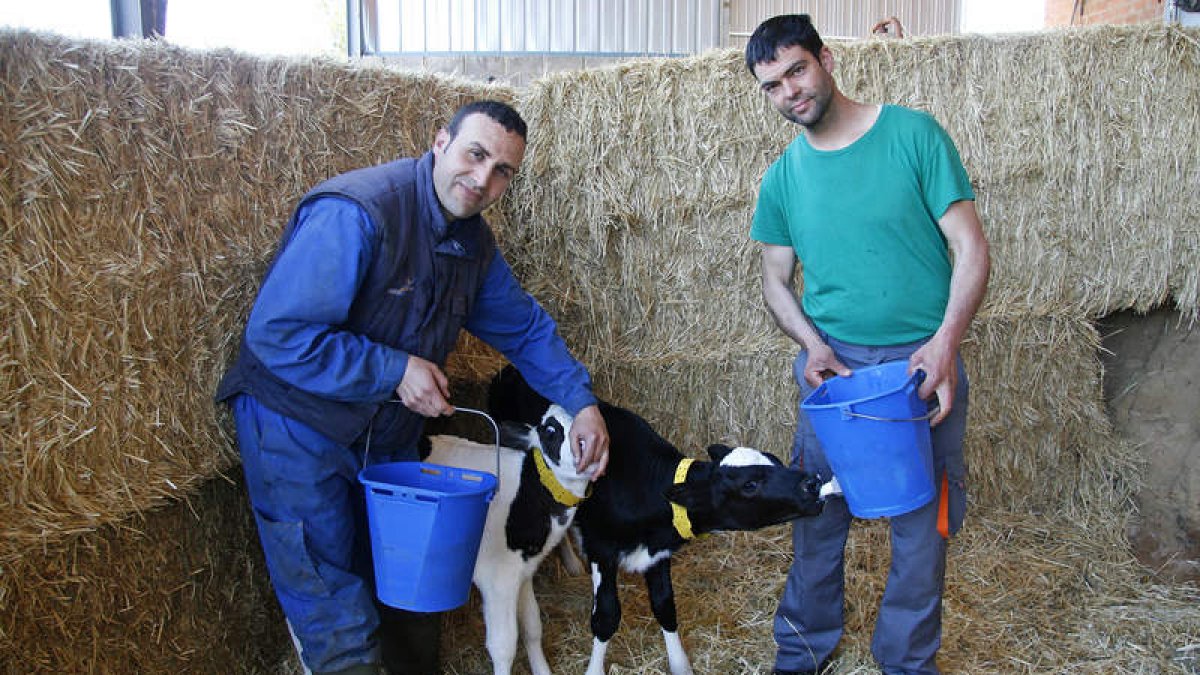 José Melón (derecha) y uno de los empleados de Valdejama alimentan a dos terneros. FERNANDO OTERO