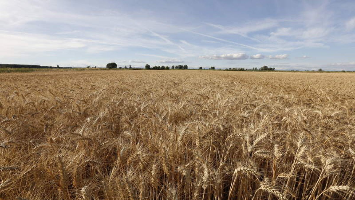 Imagen de un campo de cereal en la provincia de León. marciano