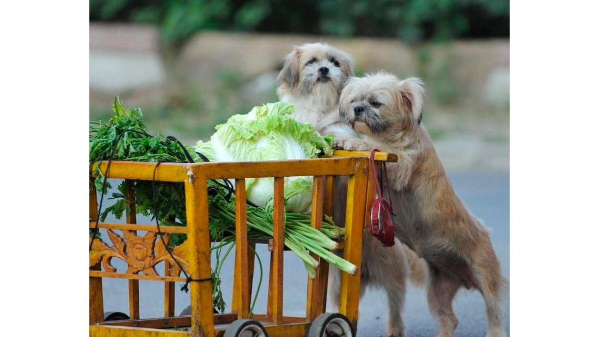 Dos perros con un carro de la compra en miniatura en un mercado de Shenyang. MARK