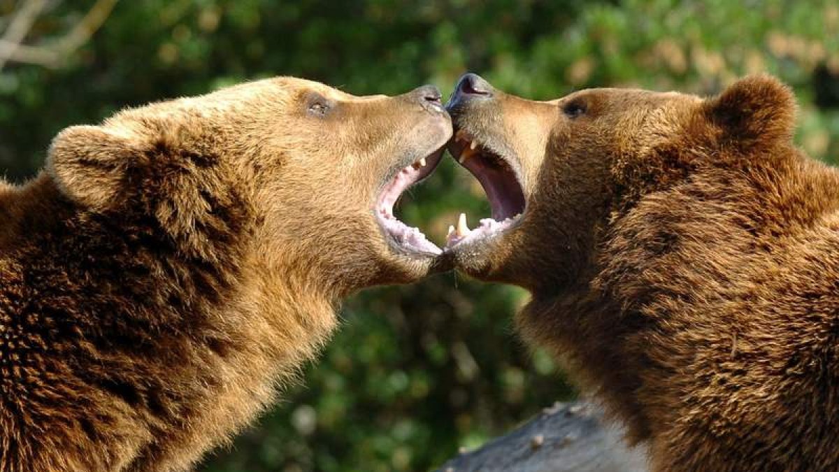 Dos osos juegan en el Zoo de Madrid.