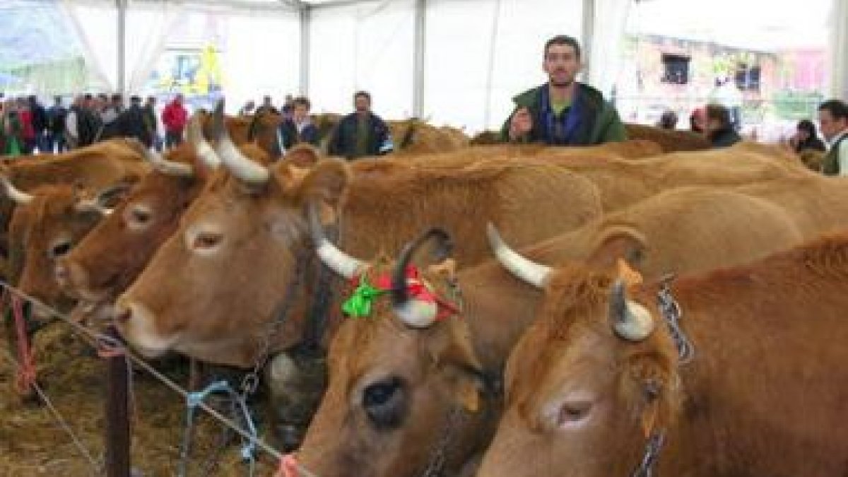 Alfonso Redondo tras su vaca Rubia (segunda a la derecha), premio al mejor animal de la feria.