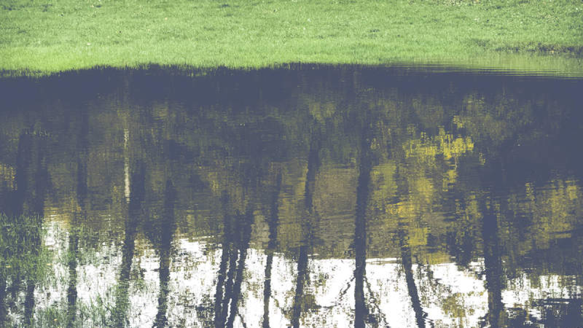 Chopos en el agua, DAVID CAMPOS, 2024.
