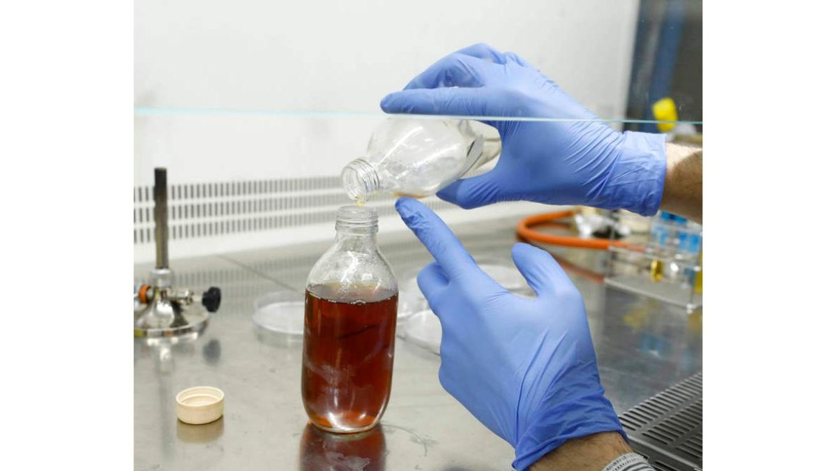 El proyecto aplica la ingeniería genética a bacterias. marciano pérez