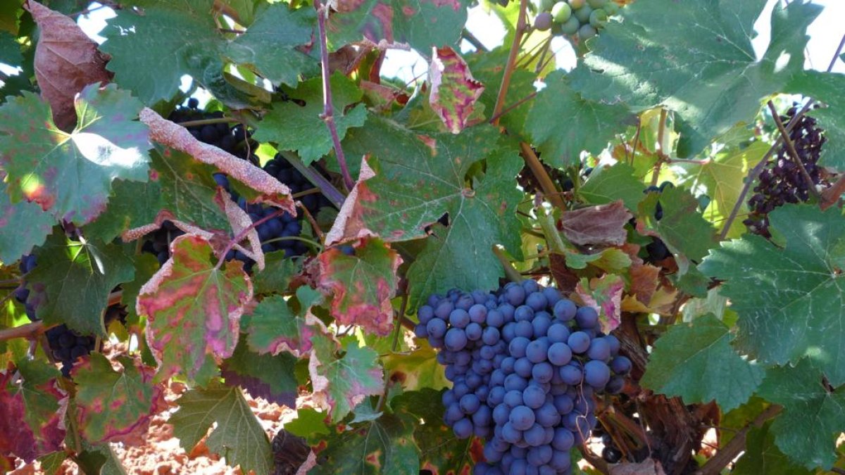 Uvas de la DO León. DL