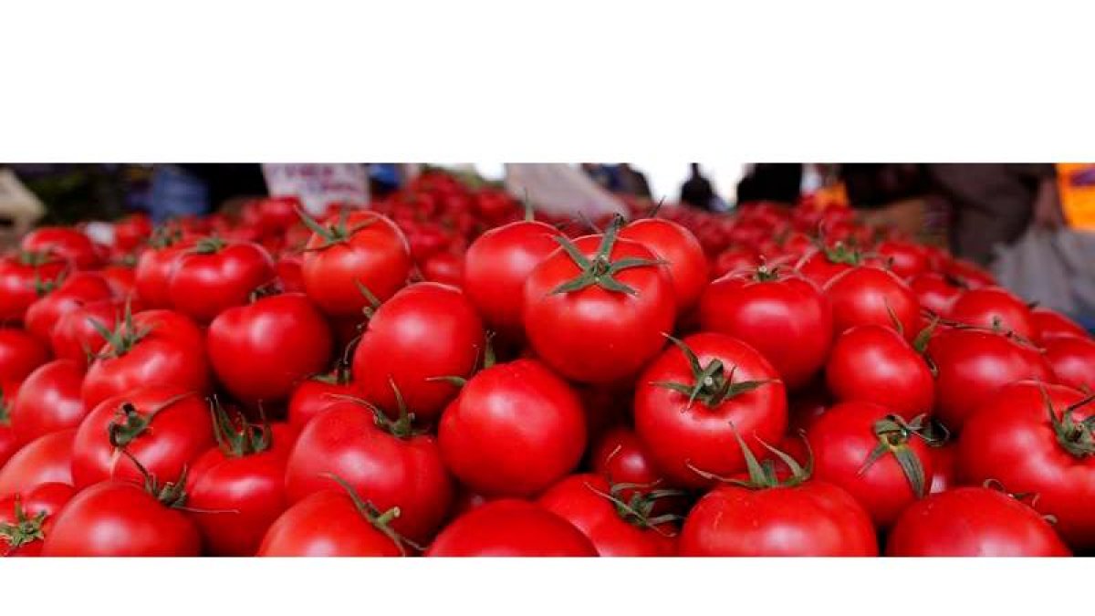 Los investigadores analizaron 328 varieades de tomates tradicionales, silvestres y modernos SEDAT SUNA