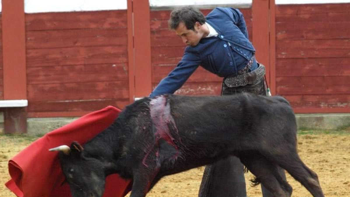 El torero César Jiménez tentando una vaca en la plaza coyantina.