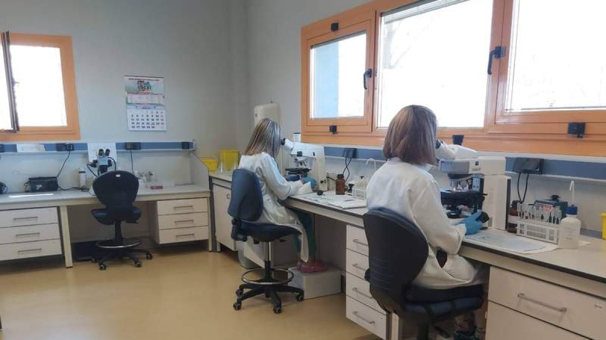 El Laboratorio Regional de Sanidad Animal ha realizado multitud de pruebas analíticas del covid. DL