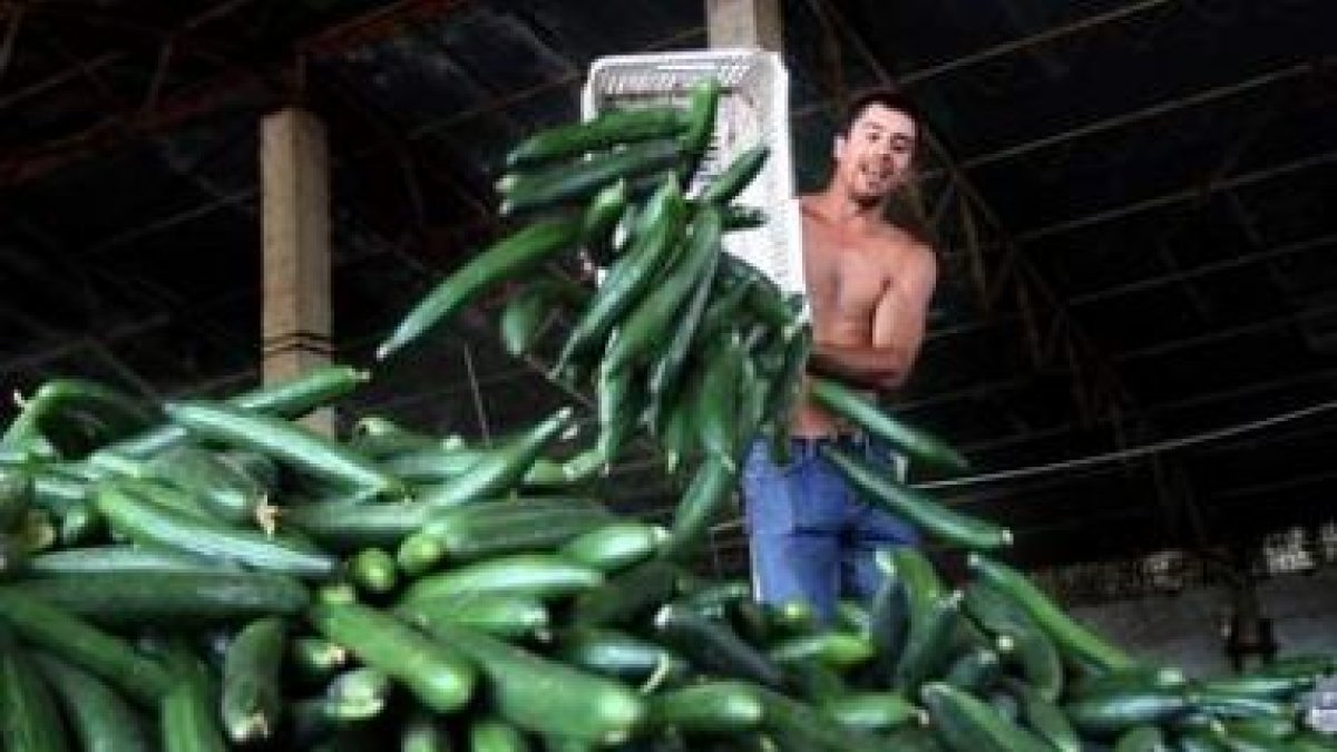 Un trabajador desecha una caja de pepinos.