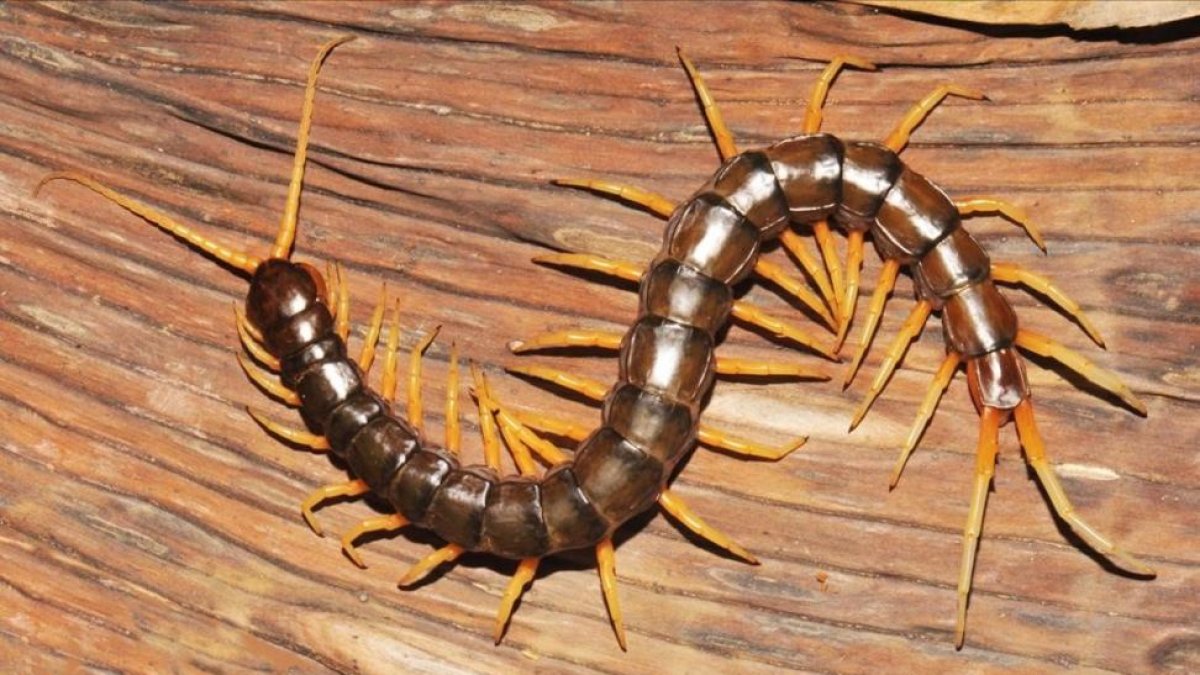 'Scolopendra cataracta', una de las nuevas especies descubiertas en el año 2016. Mide unos 20 centímetros