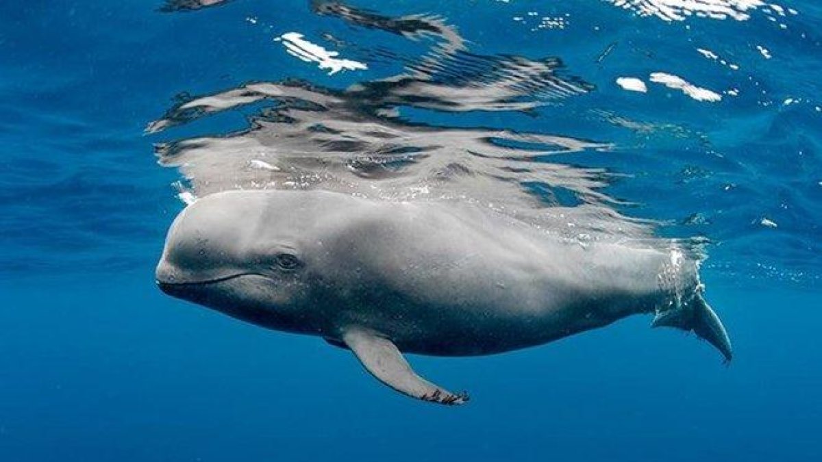 Una ballena seccionada por un ferri.