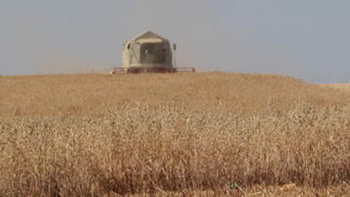 Una máquina recoge cereal en un campo leonés.