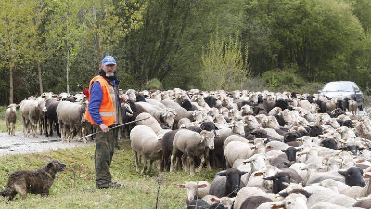 Gregorio Fidalgo ayer a la llegada del rebaño a Villanueva de Carrizo. RAMIRO