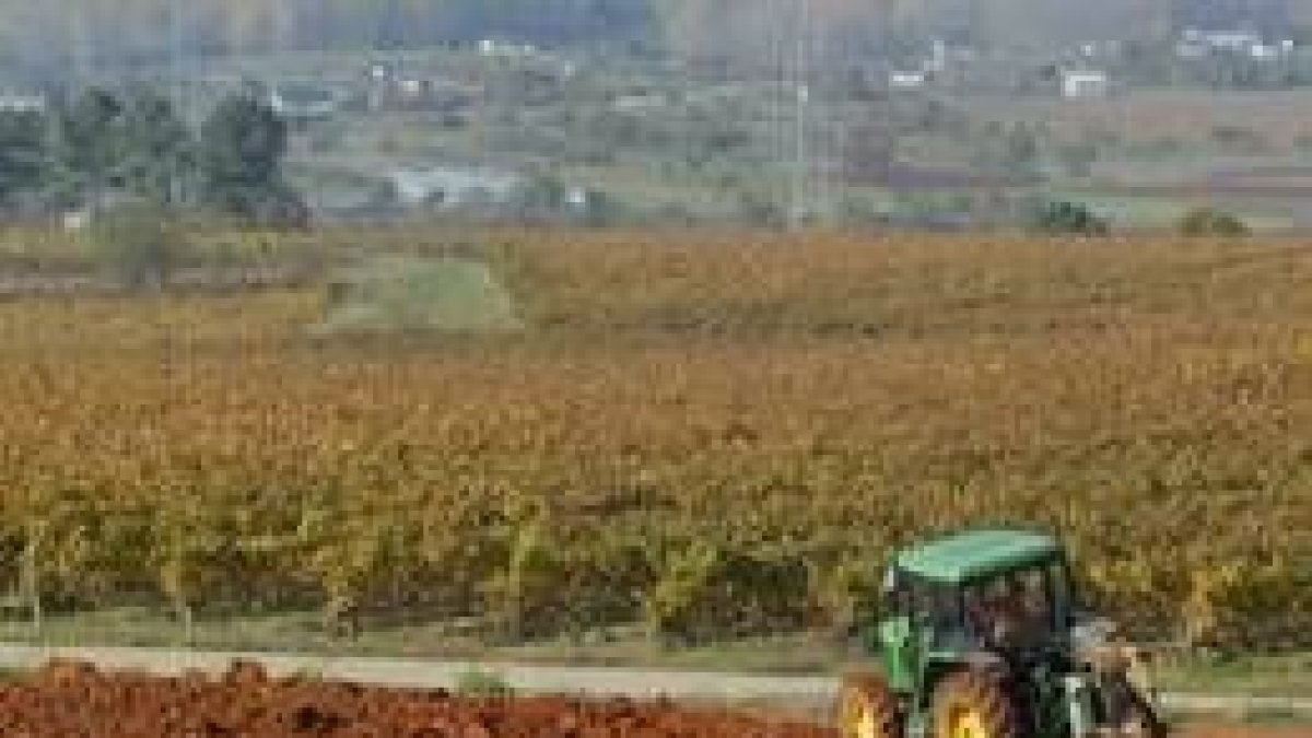 La reducción del 20% de la plantación de viñedos reducirá la extensión en 800 hectáreas