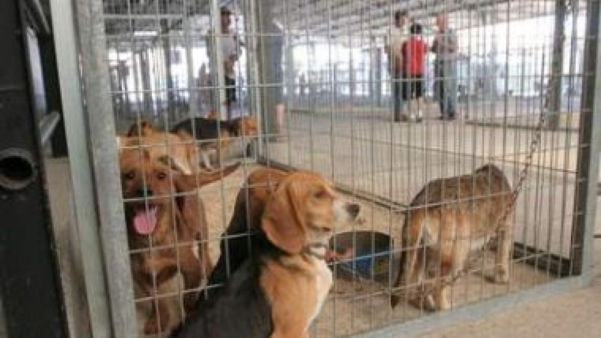Los perros de caza proceden de lugares tan distintos como Extremadura o Barcelona.