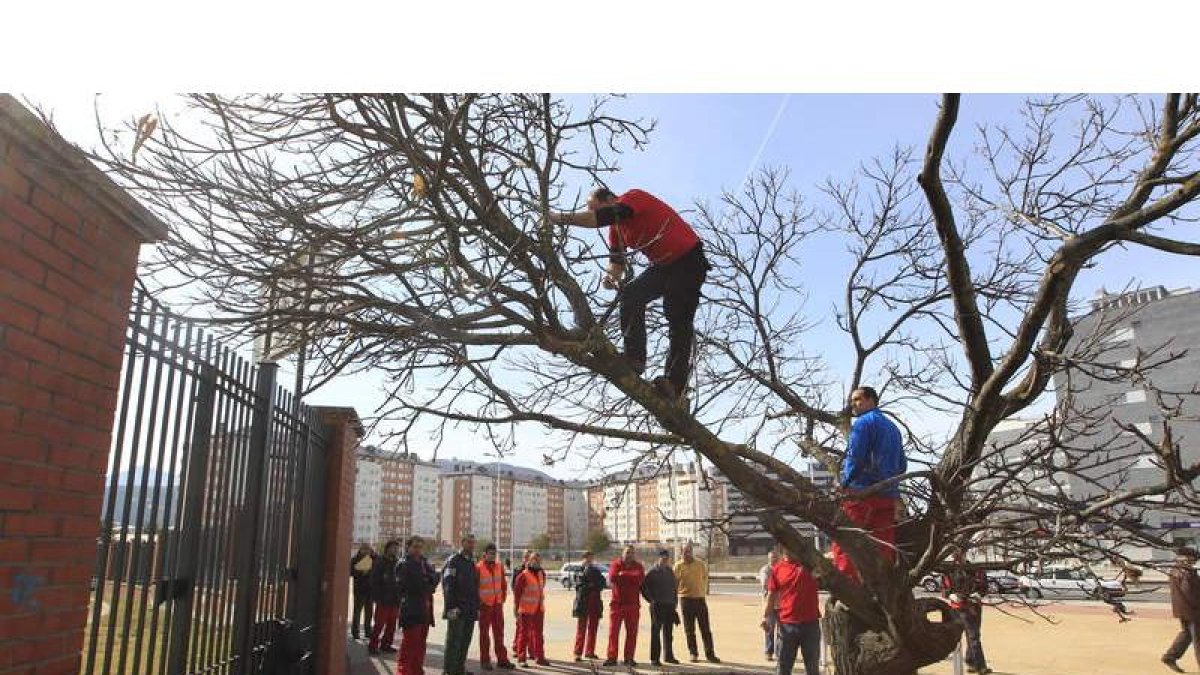 Técnicos tratan las partes afectadas por el chancro.