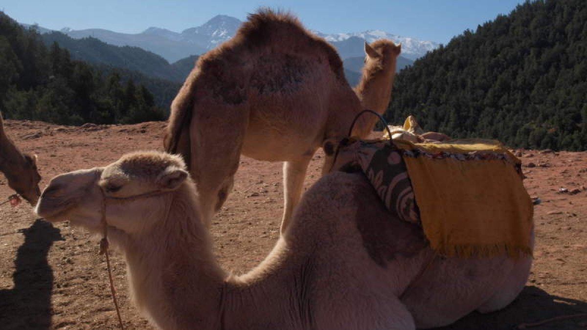 Imagen de dos dromedarios de la región de Ourika, en Marruecos.
