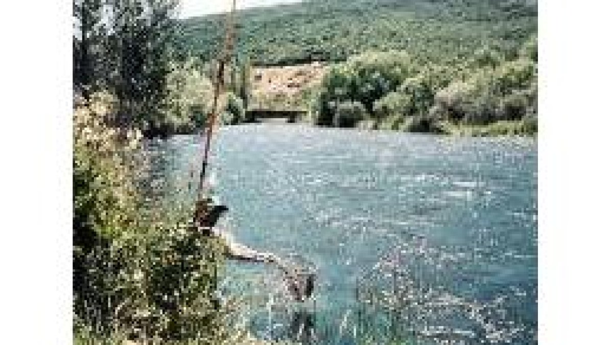 No todo es lejía. El furtivo de caña también hace daño en el río