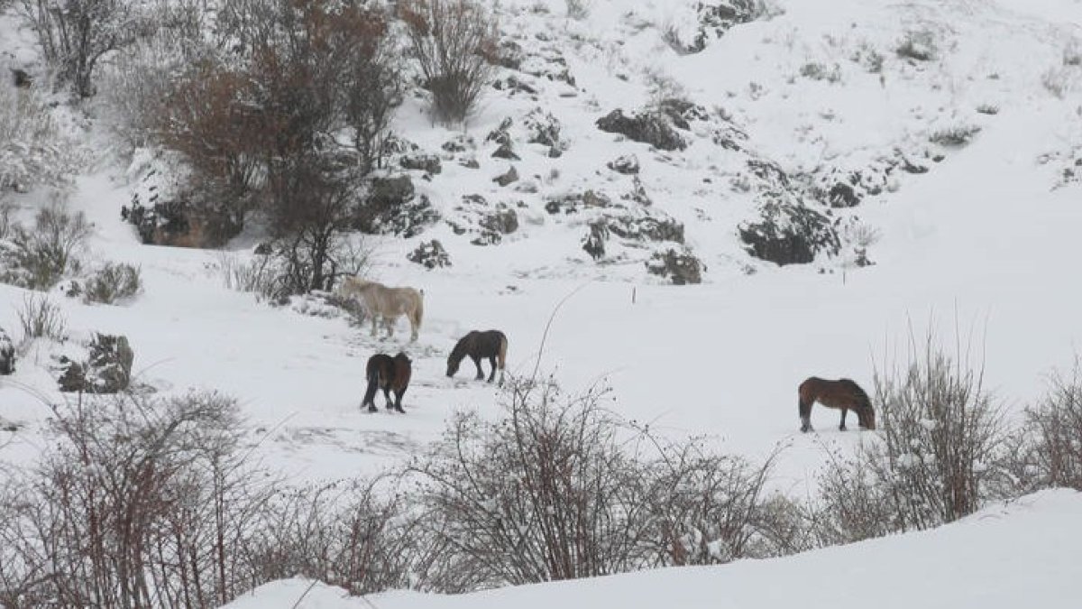 Imágenes del último temporal de nieve que ha sufrido la provincia leonesa. FERNANDO OTERO