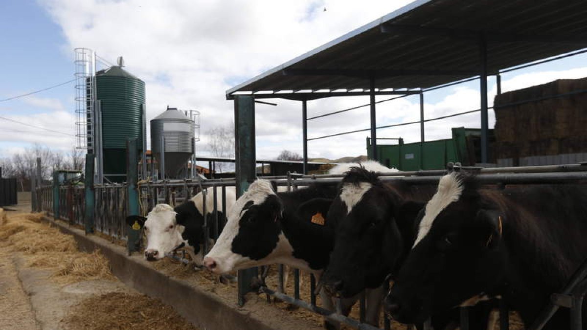 Vacas lecheras en una explotación leonesa. MARCIANO PÉREZ
