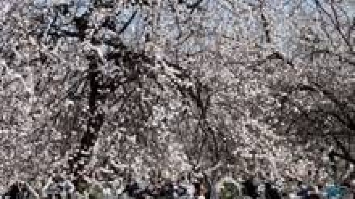 Ciudadanos disfrutan del buen tiempo en un parque con almendros en flor, en Damasco, Siria