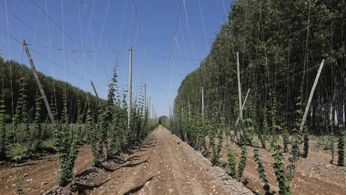 Plantación de lúpulo en la ribera del Órbigo. JESÚS F. SALVADORES