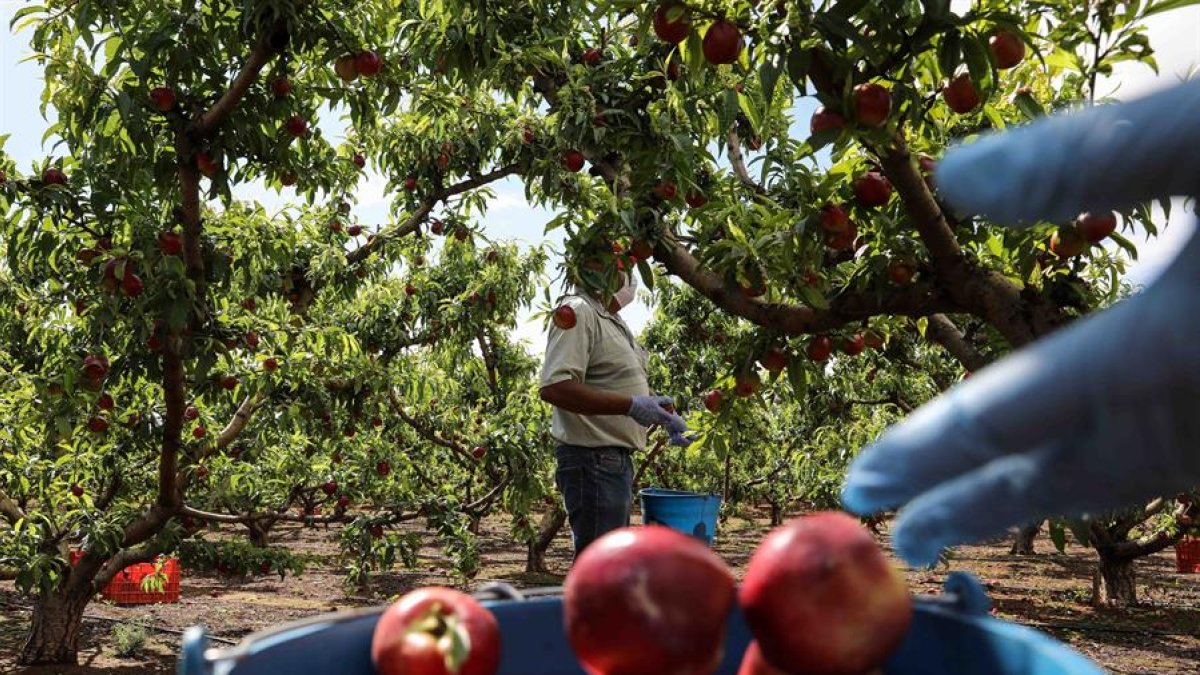 Frutas afectadas por la crisis del Covid-19