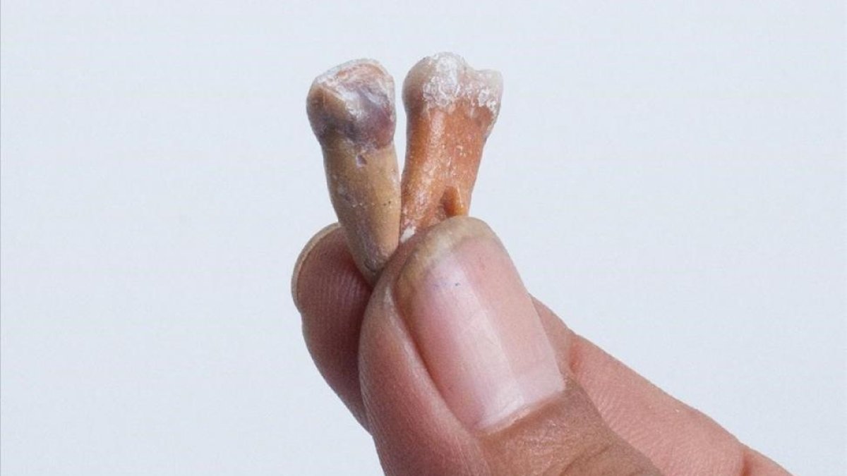 Dos de los dientes, de talla muy pequeña, localizados en el yacimiento paleontológico de Mata Menge, en la isla indonesia de Flores.