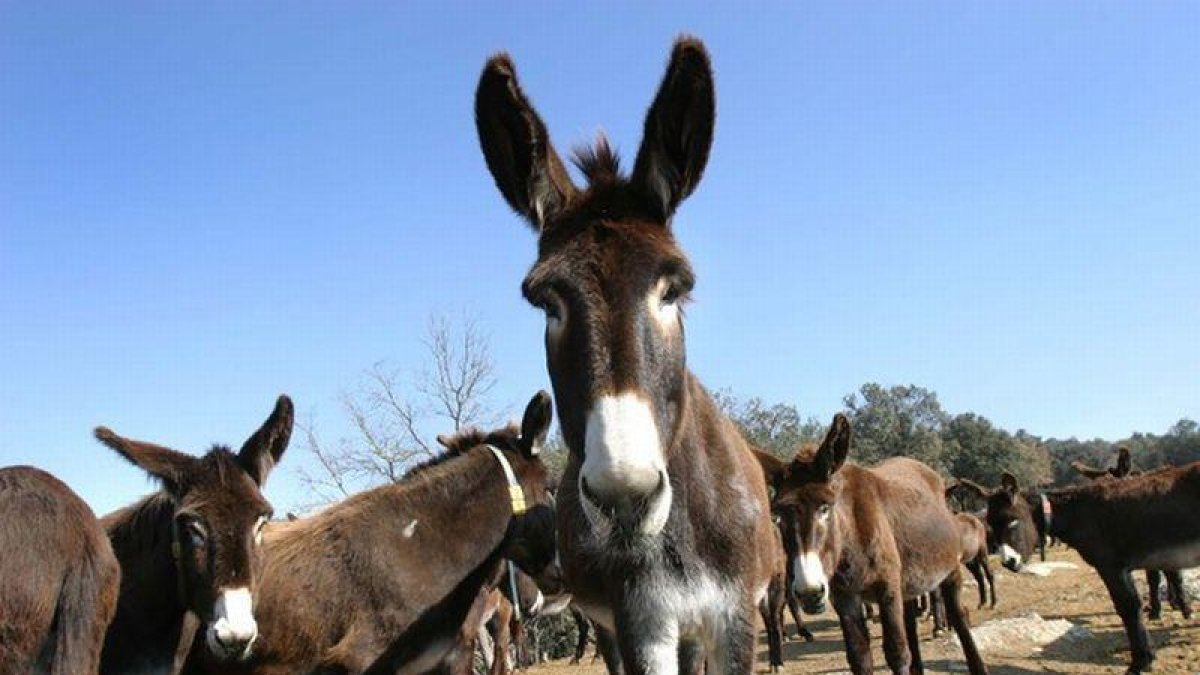Burros catalanes en la Granja Fuives, en Olvan, Berguedà.
