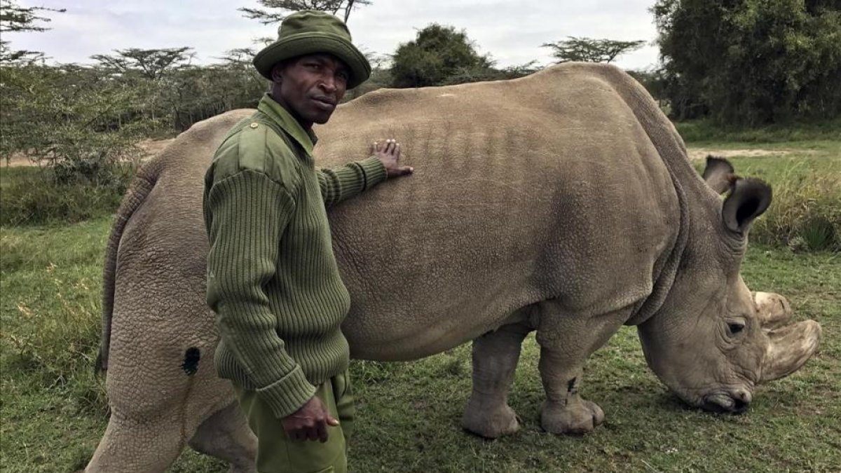 Un trabajador de la reserva de Kenia Ol Pejeta, con Sudán.