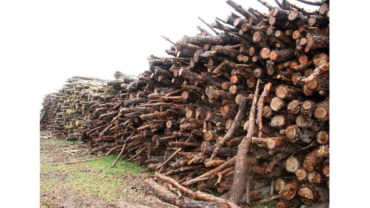 La mayor parte de la madera pertenece a juntas vecinales. DL