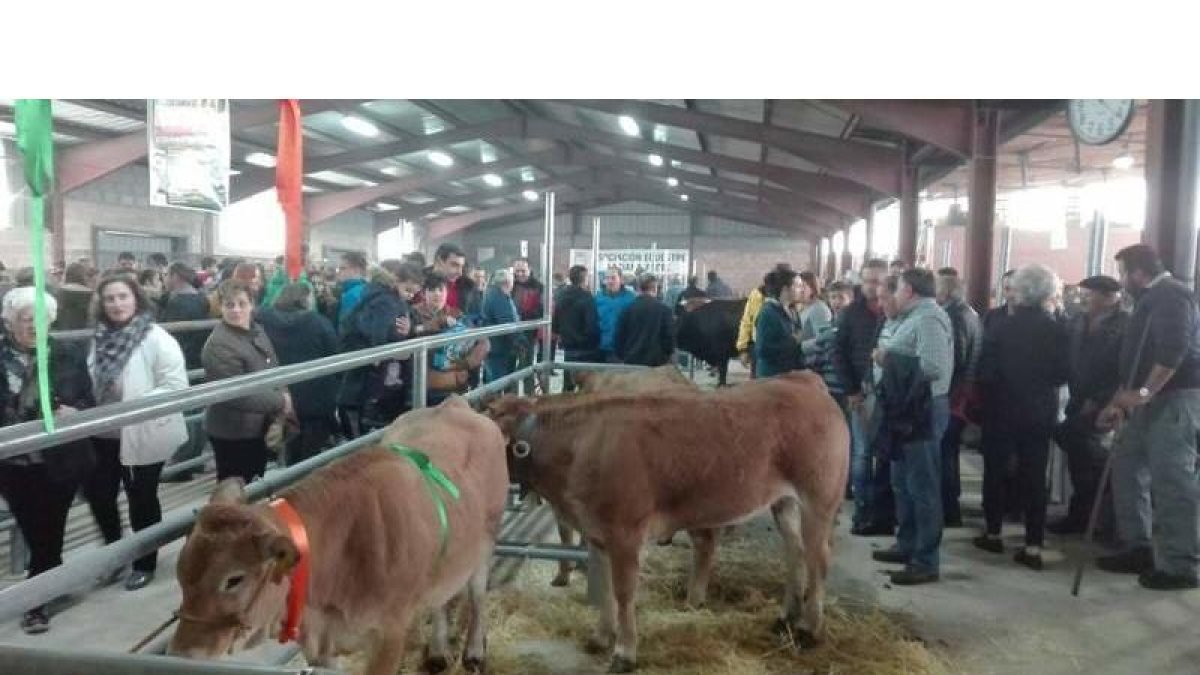 El recinto ferial Las Rozas de Villablino acogerá este sábado la exposición de ganado en la que se sustenta la mitad de la Feriona. ARAUJO.