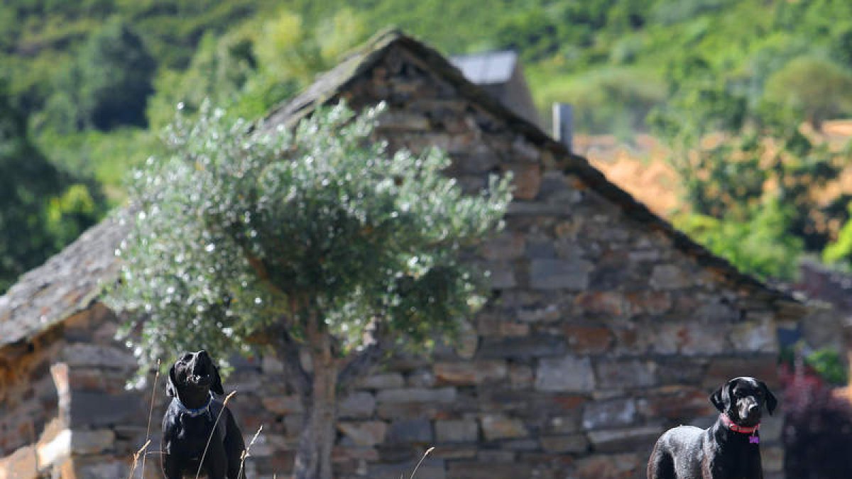 ‘Roca’ y ‘Musgo’, los dos labradores que guían amablemente a los turistas hasta la Cascada de El Gualtón. ANA F. BARREDO