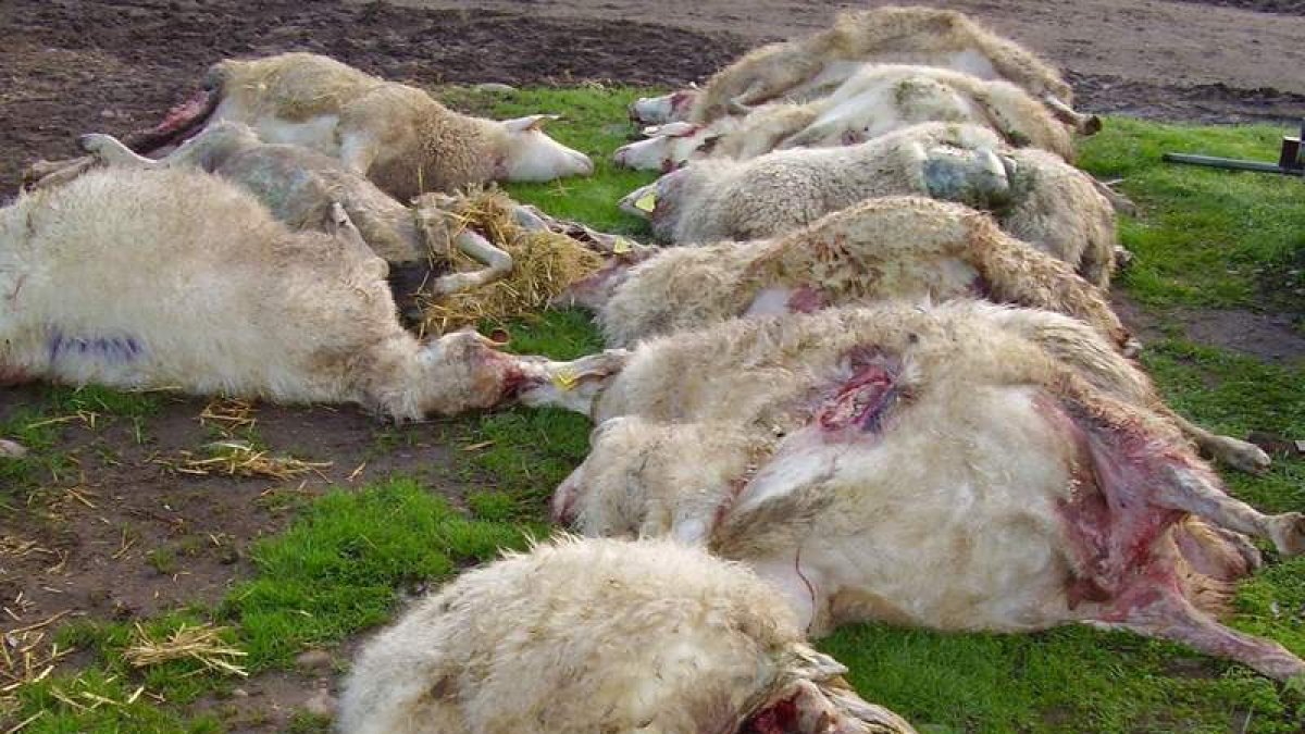 Ganado con las tripas fuera tras la visita del lobo. EFE