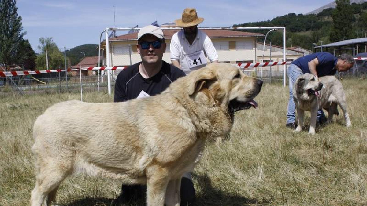 Buenos ejemplares de mastín leonés se dieron cita en Pente Almuhey. CAMPOS
