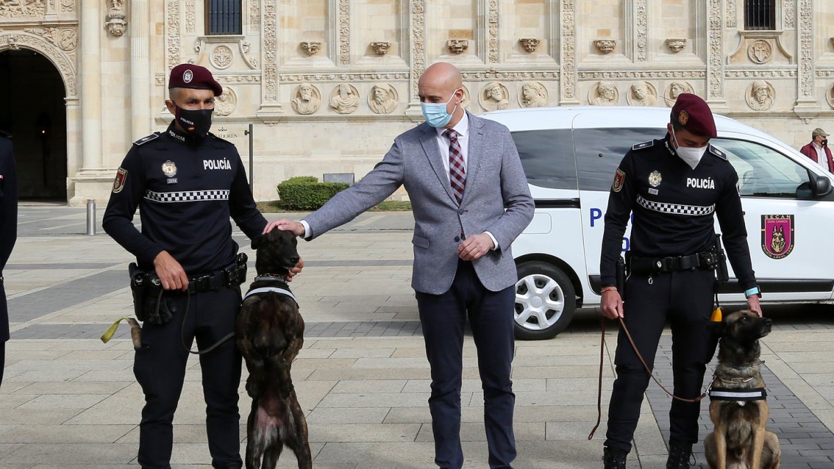 perros