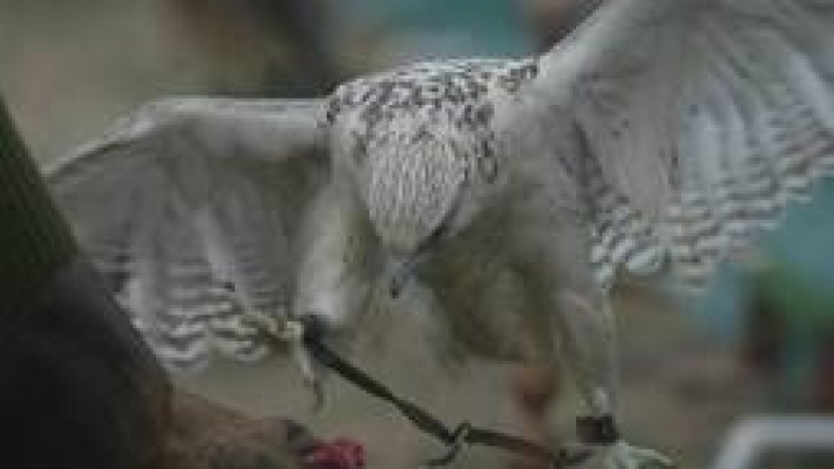 Alrededor de un centenar de aves rapaces volarán en La Virgen del Camino