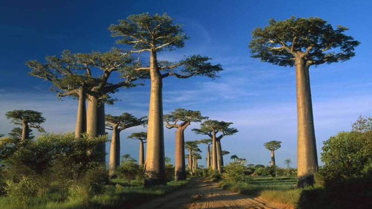 Un bosque de baobabs en Madagascar. WWE SUISSE