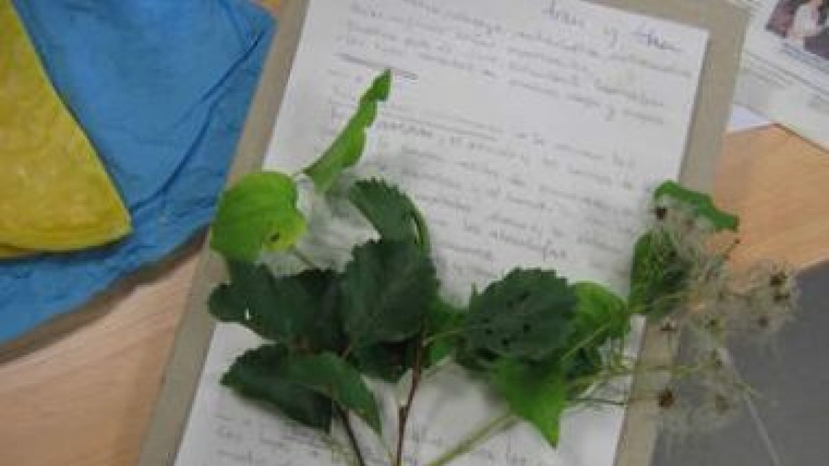 Algunas de las plantas aromáticas y medicinales que se estudiaron con el cuaderno de campo