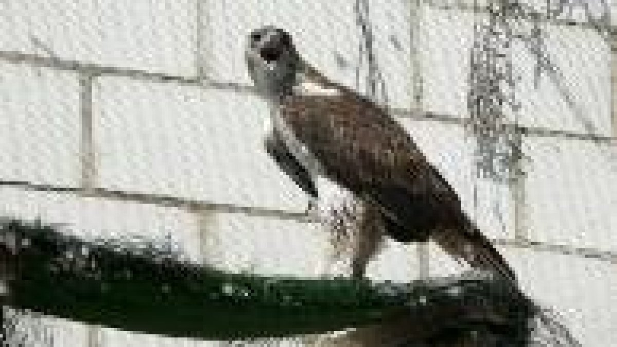 En el periodo 2002-2006 se actuó para conservar las poblaciones de águila perdicera