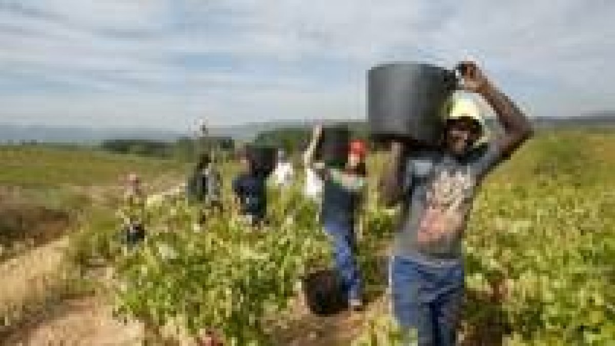 Trabajadores extranjeros en el campo leonés.