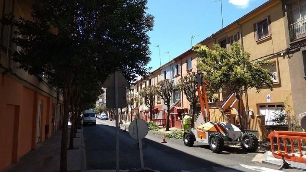 Poda de árboles en el barrio de El Ejido, que no se han interrumpido. DL
