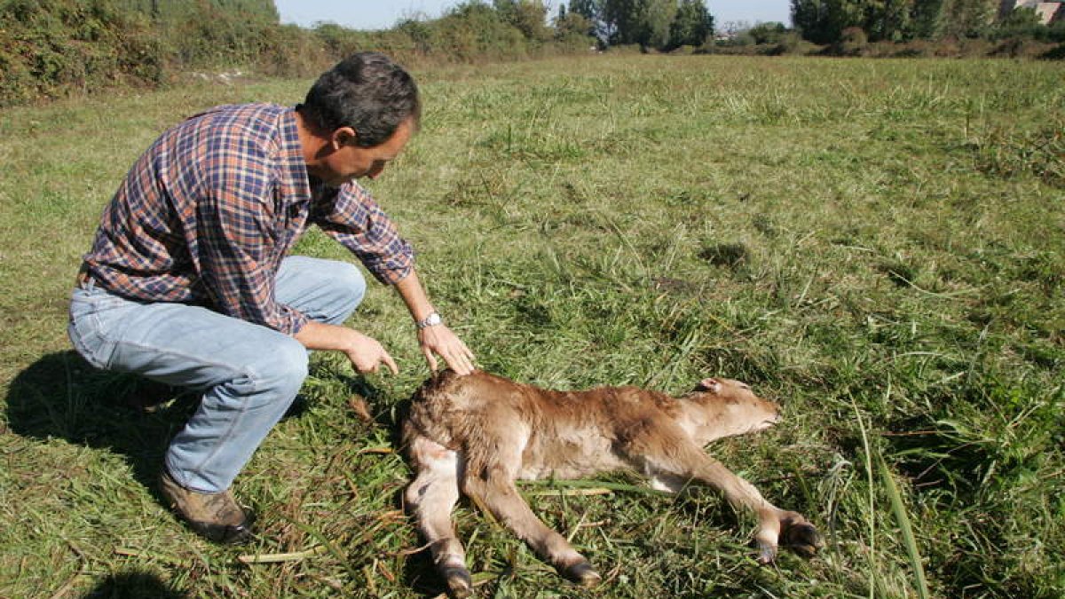 Un ganadero berciano atiende a un ternero que fue presuntamente atacado por el lobo, en una imagen de archivo. L. DE LA MATA