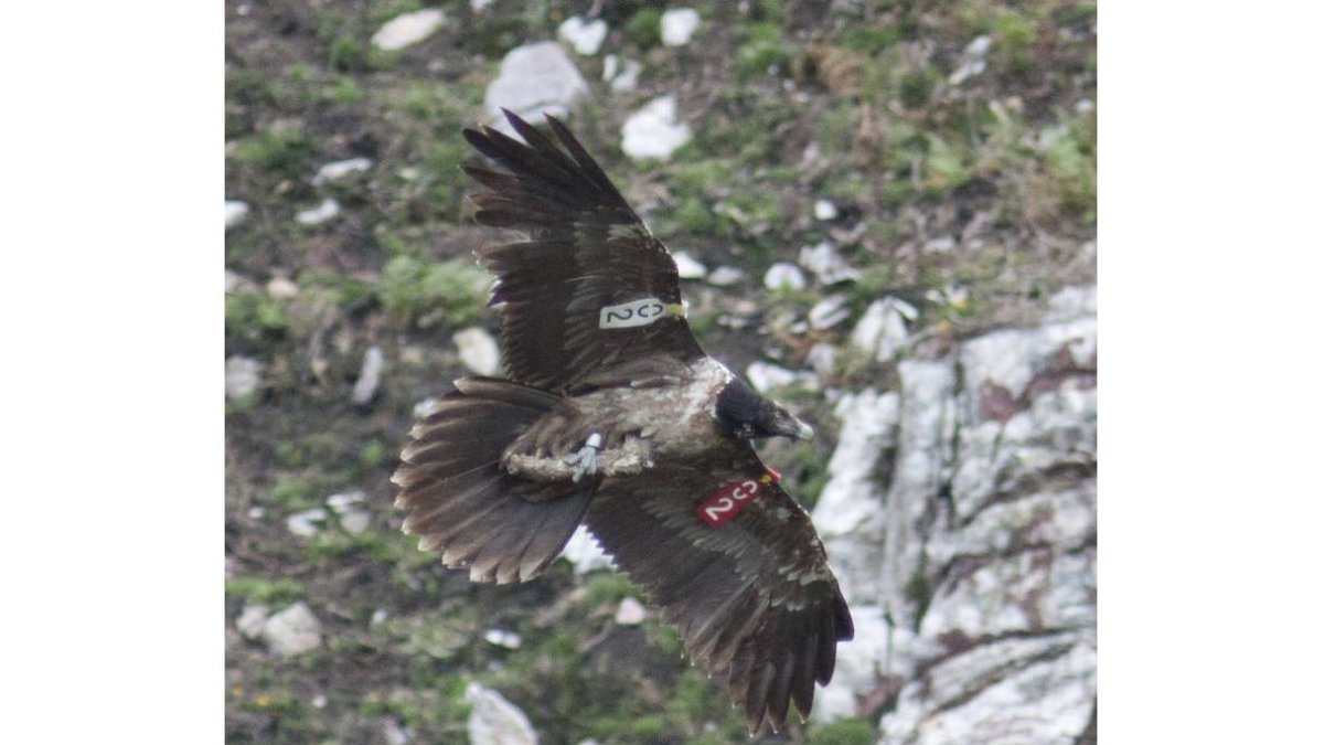 Un quebrantahuesos volando en Picos de Europa.