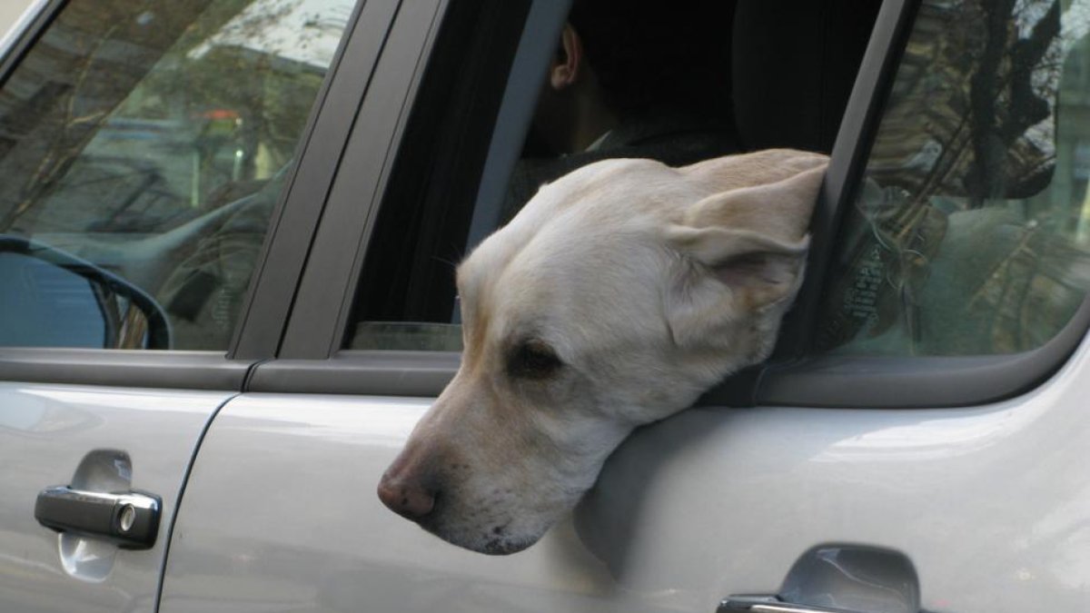 Un perro viajando en un coche.
