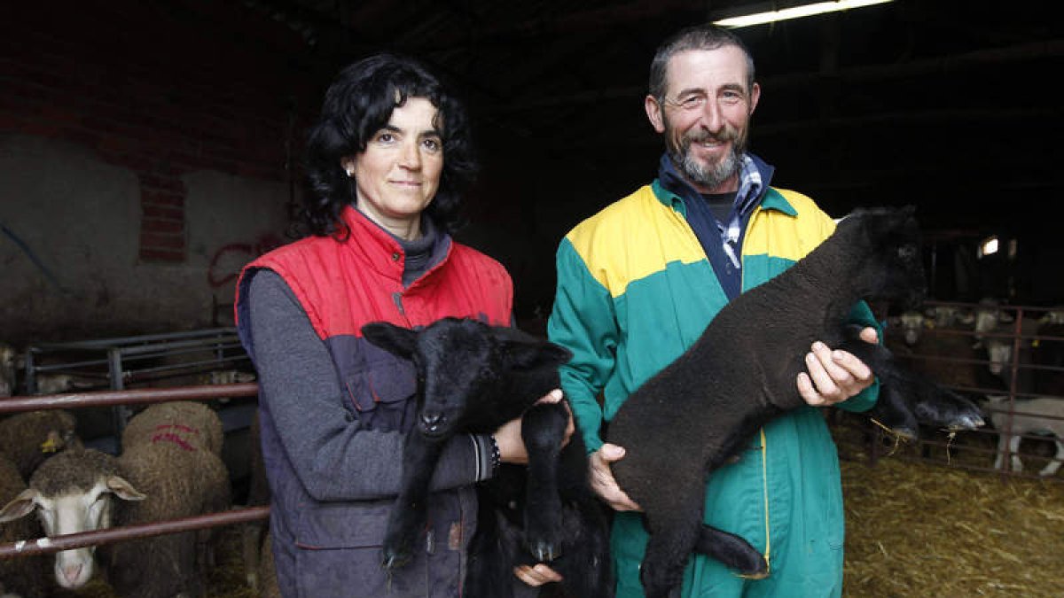 Violeta Alegre y Gregorio Fidalgo con el atajo de merinas que hiberna en San Pelayo del Páramo. Poseen el mayor número de merinas negras de España.