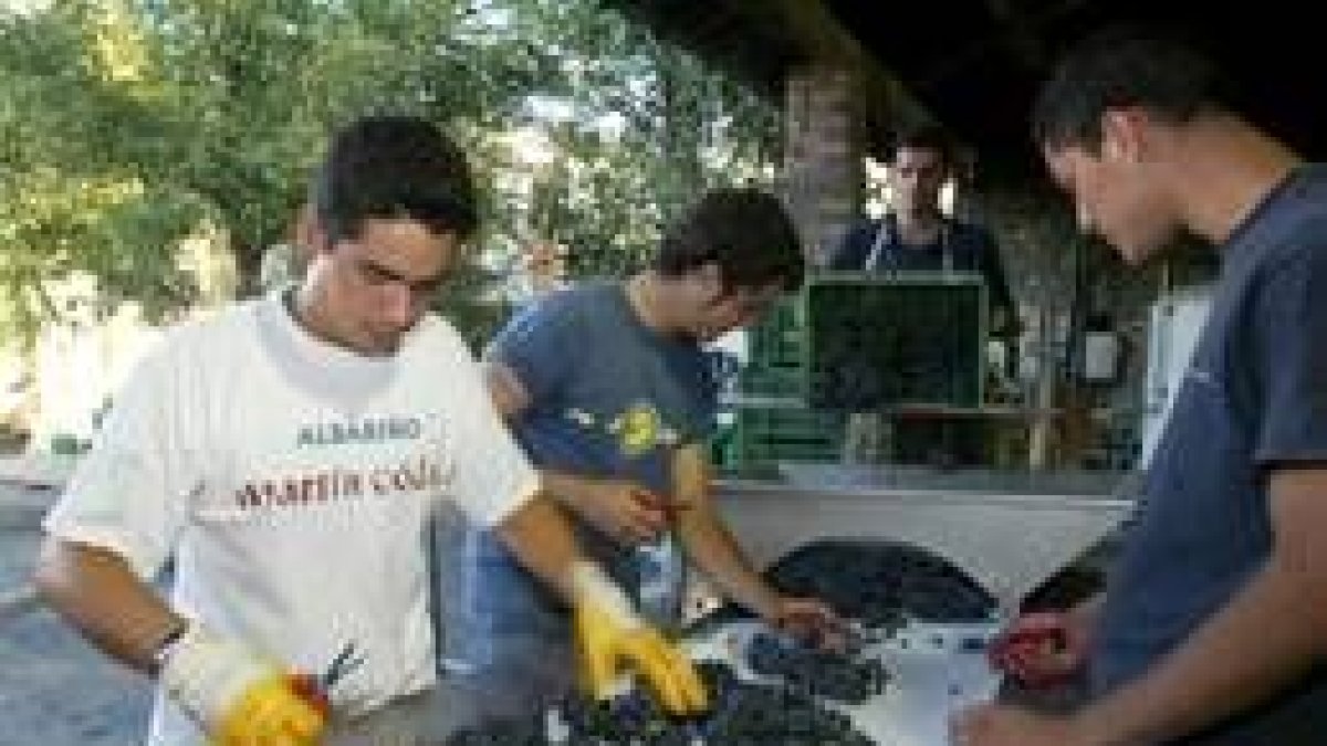 La ausencia de podredumbre en las viñas terminará acercando la producción a los 30 millones de kilos